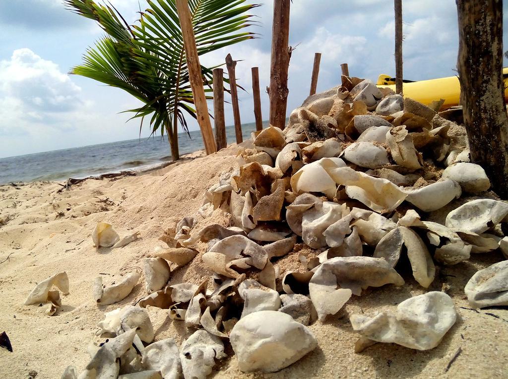 Mayan Beach Garden El Placer Ngoại thất bức ảnh